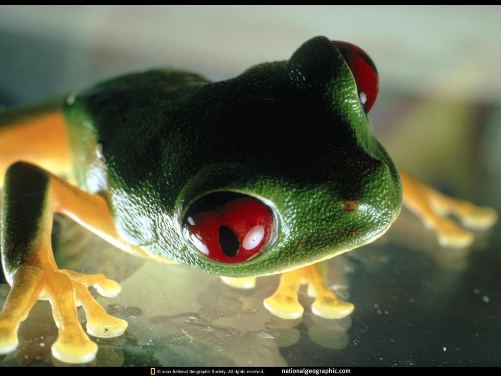 red eye.jpg