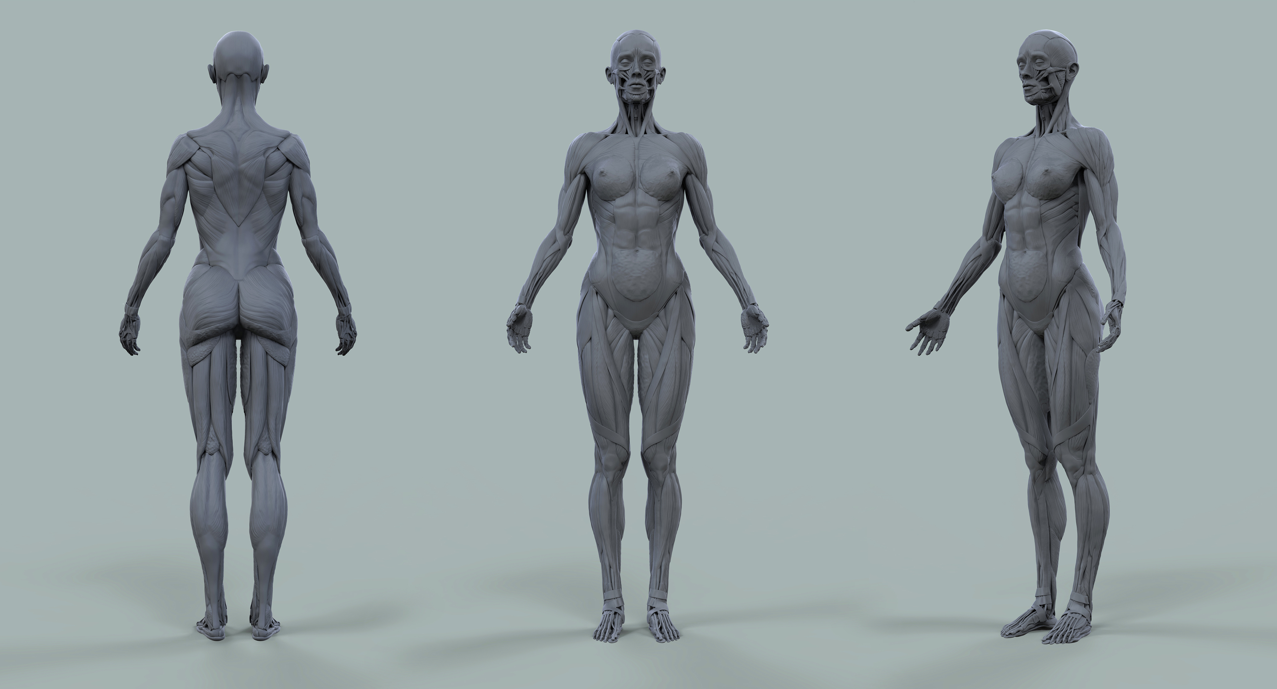 Female Anatomy Kit - ZBrushCentral Female Anatomy Kit - ZBrushCentral