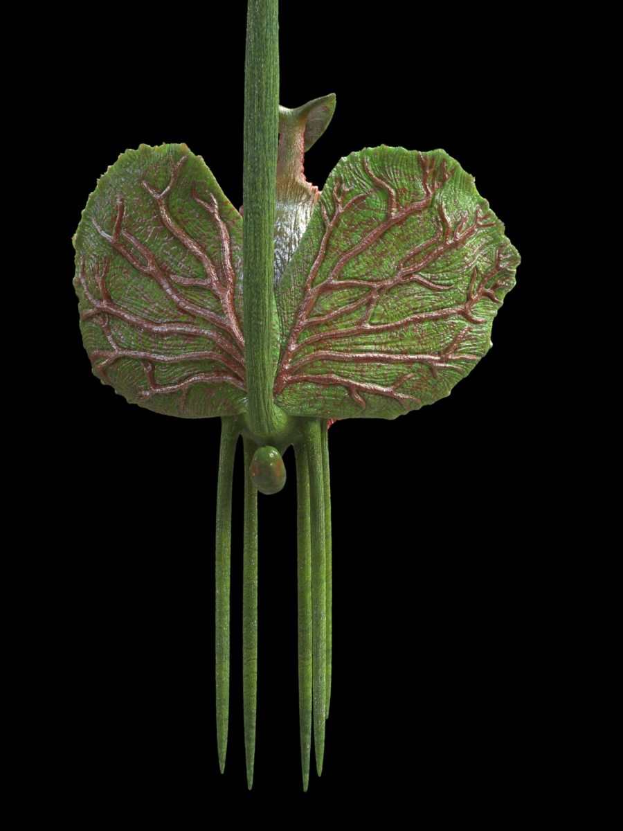 plant2.JPG