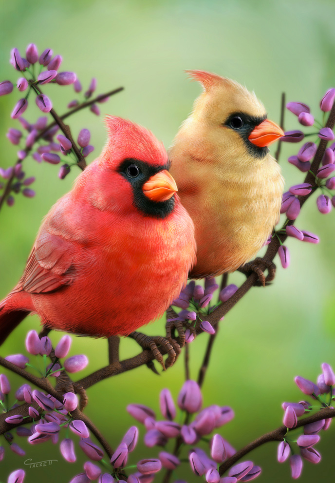 Cardinal2.jpg