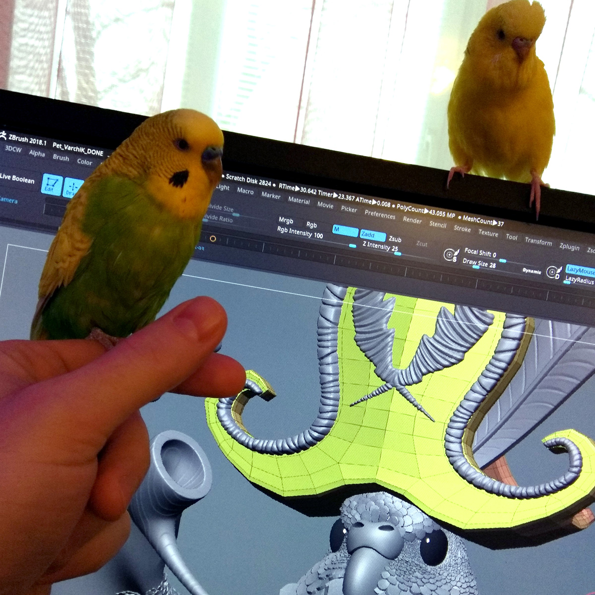 Pet_parrot_Archik008