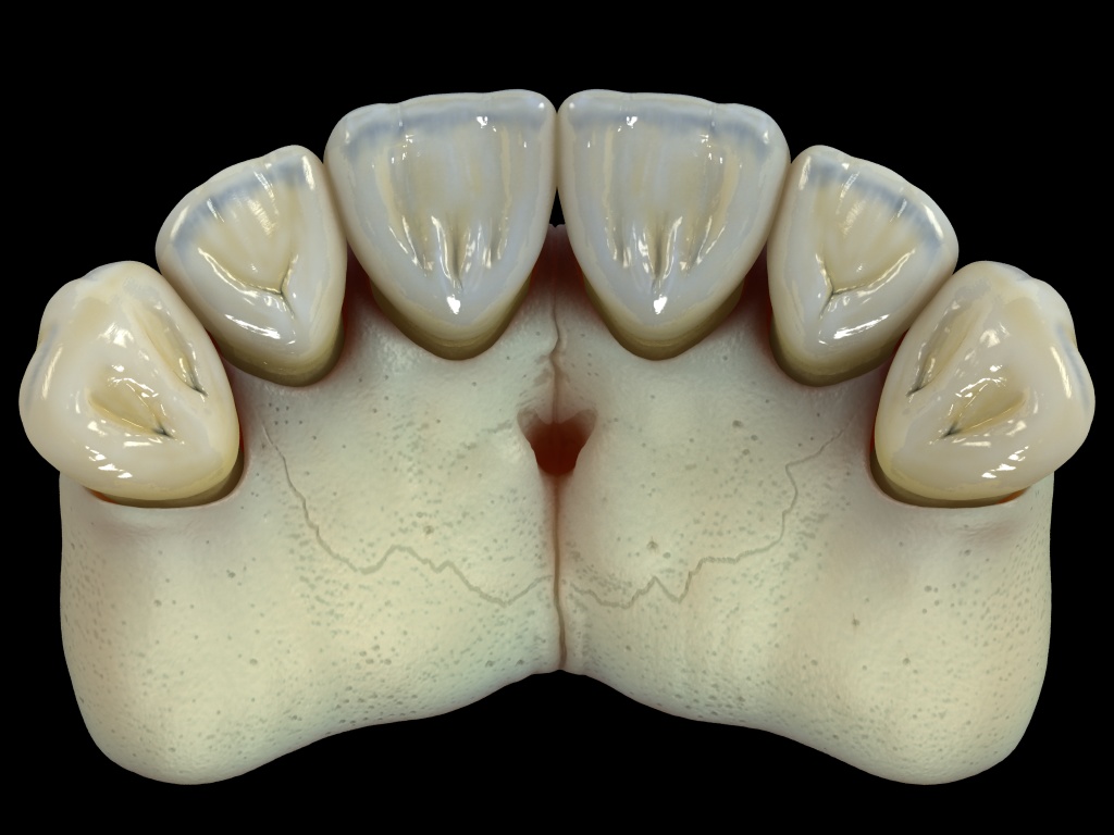 hueso+dientes6.jpg