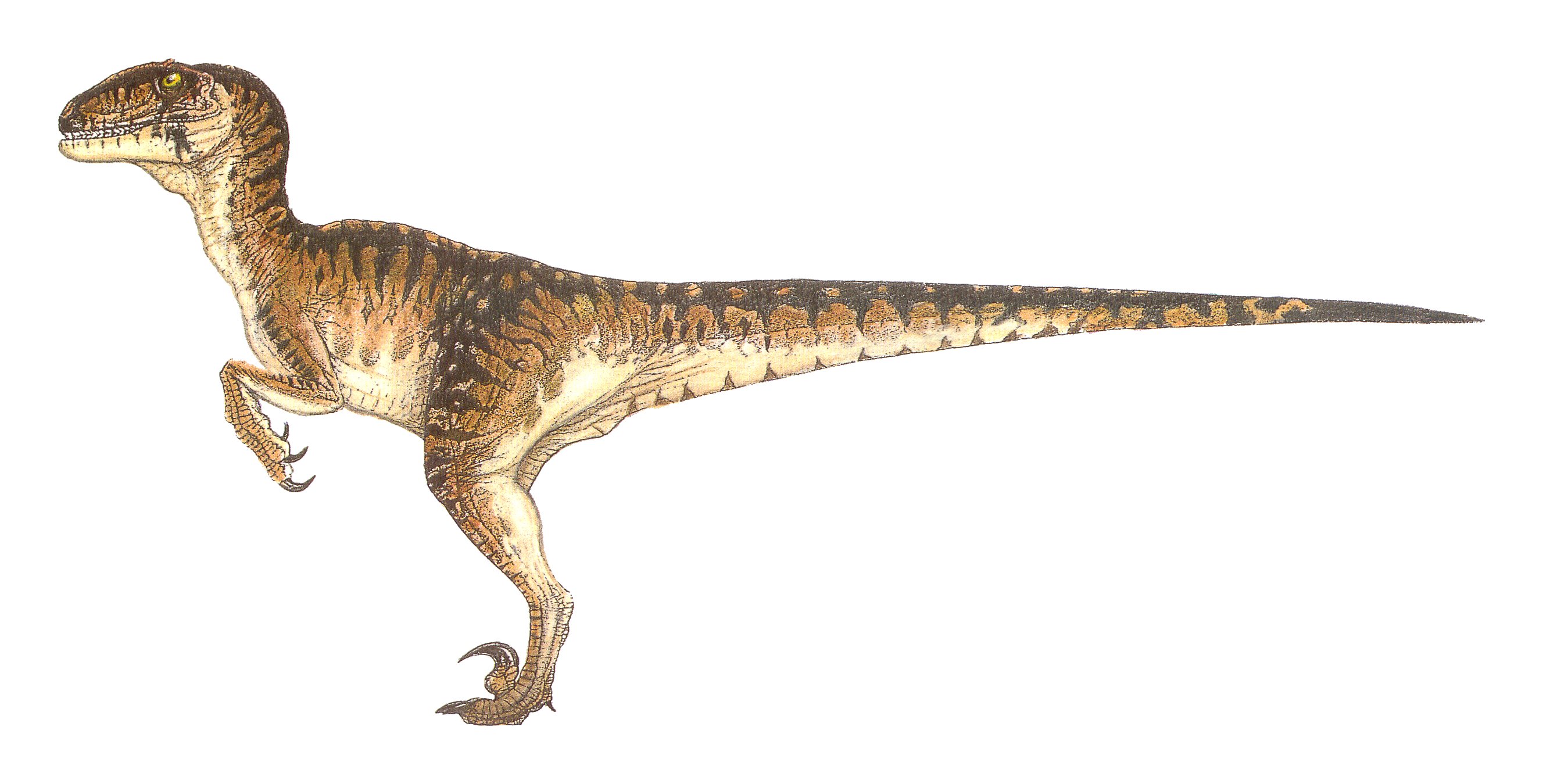 Raptor_female.jpg