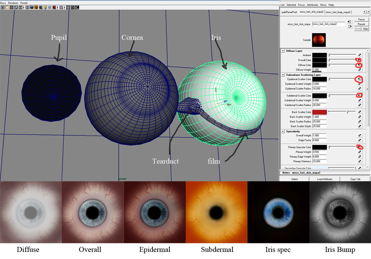 eyesheet.jpg