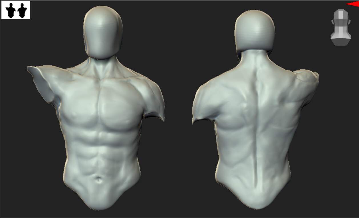 Male torso