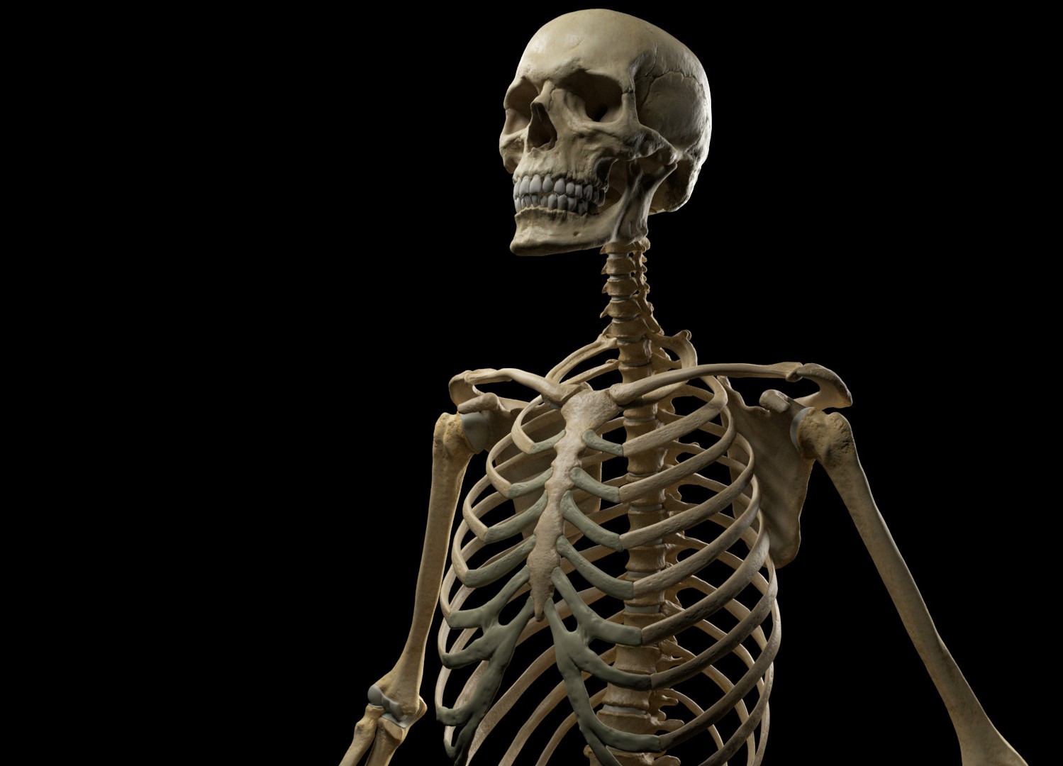 Skeleton_1_edit.jpg