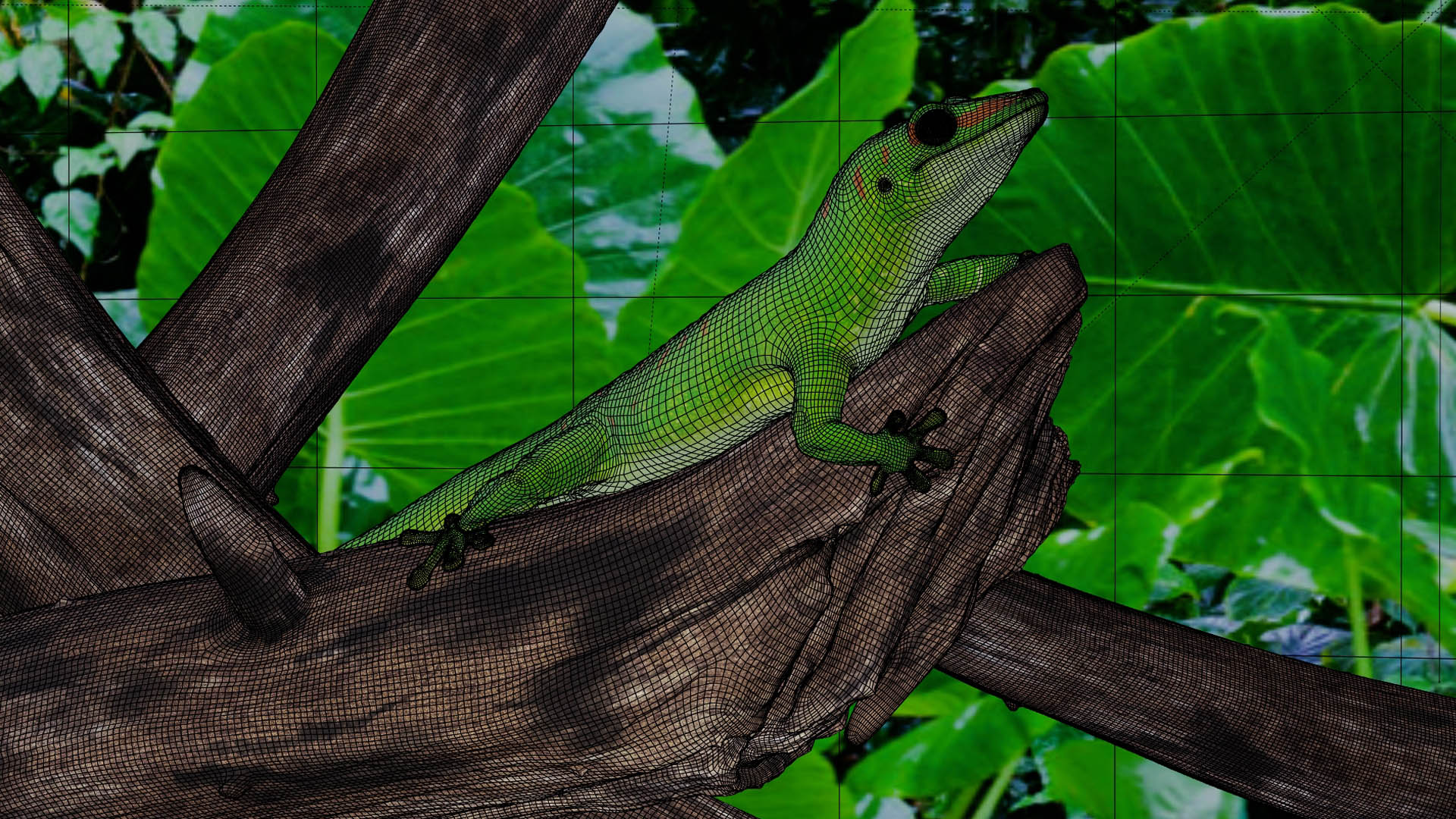 Gecko-Wire.jpg