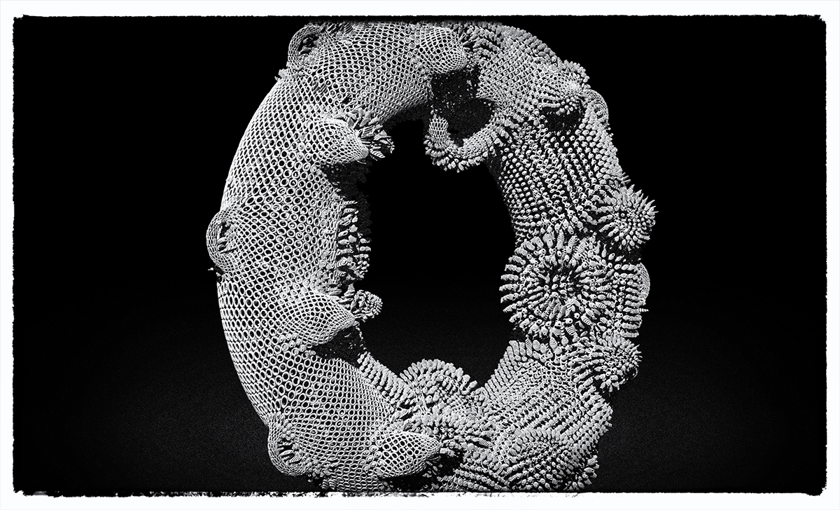 donutMicroMesh.jpg