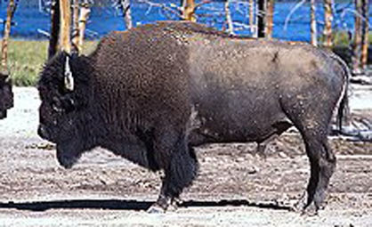bison side3.jpg