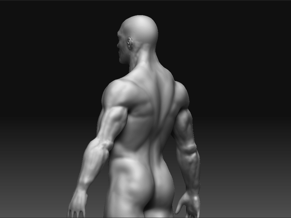 Male_4.gif
