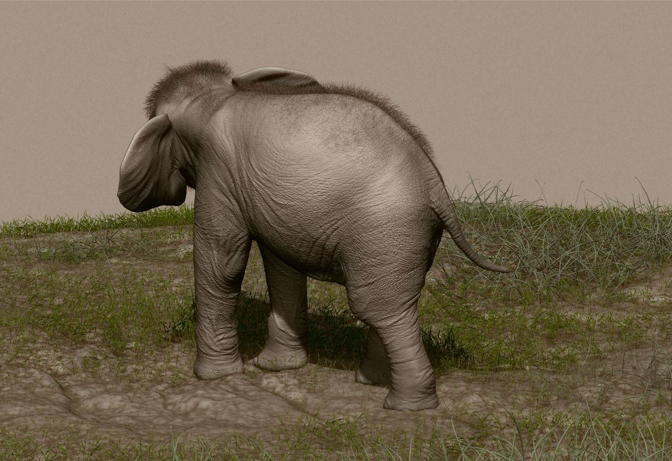 elephant_05.JPG