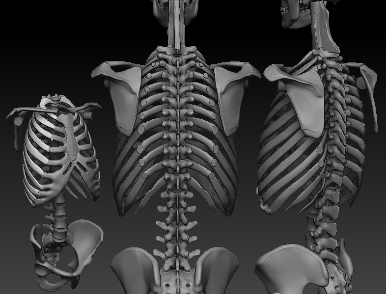ZBrush Documentskeleton multiple views.jpg