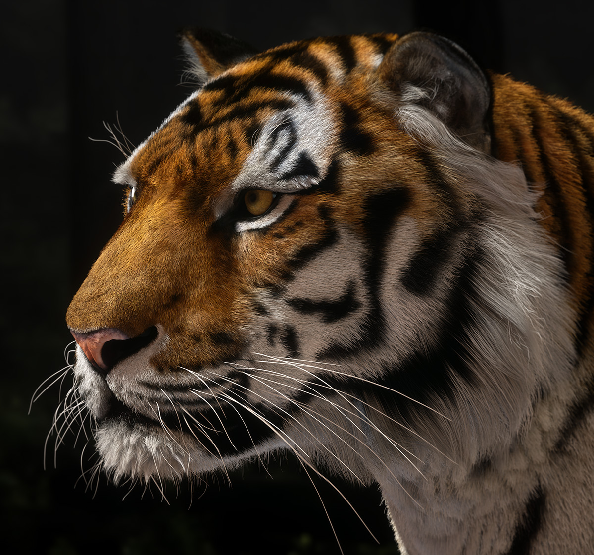 Amur-Tiger-Profile Octane