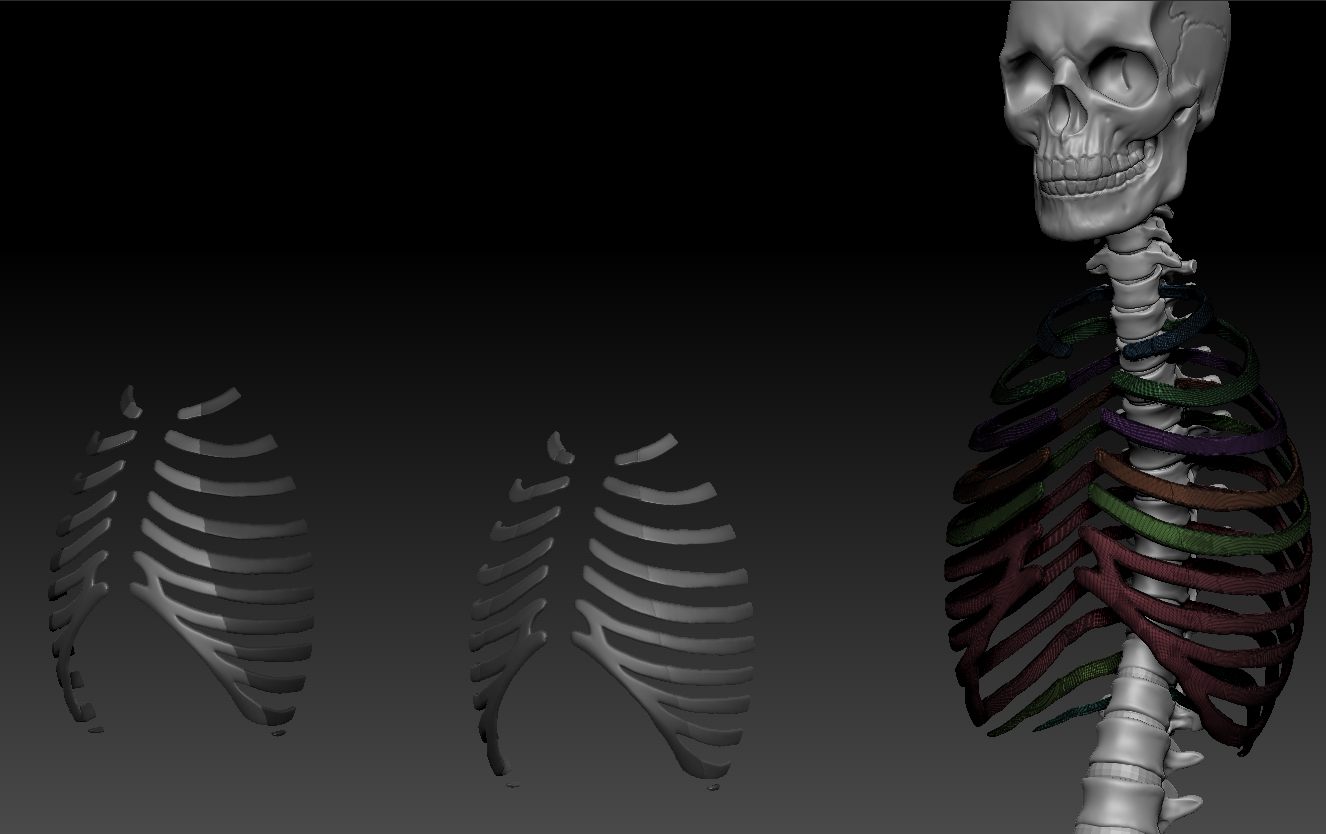 skeleton wip copy.jpg