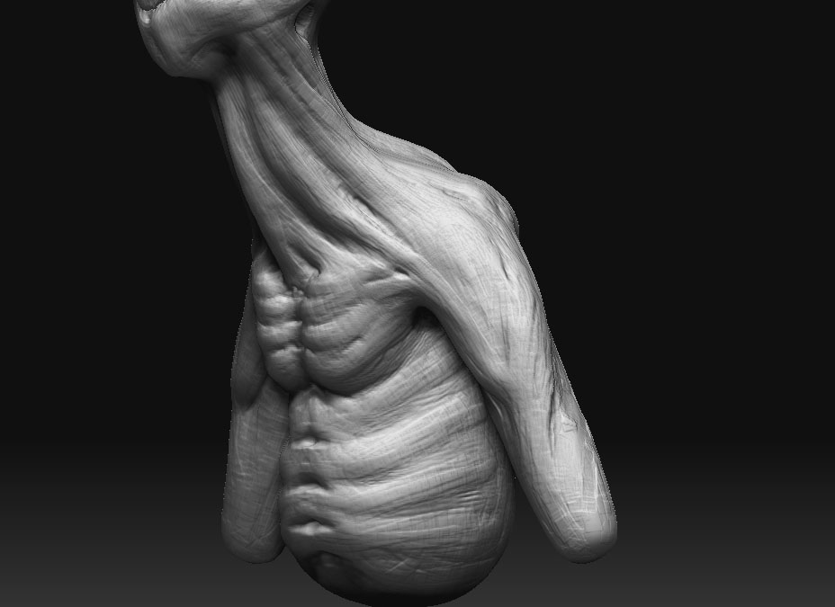 torso.jpg