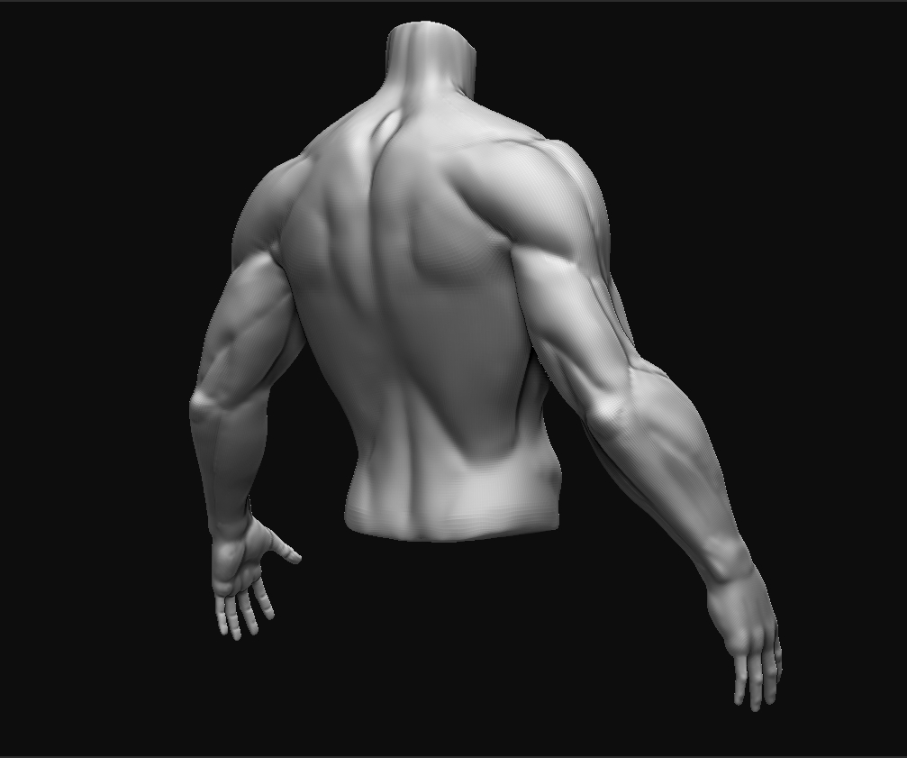 Torso_Study_Back.jpg