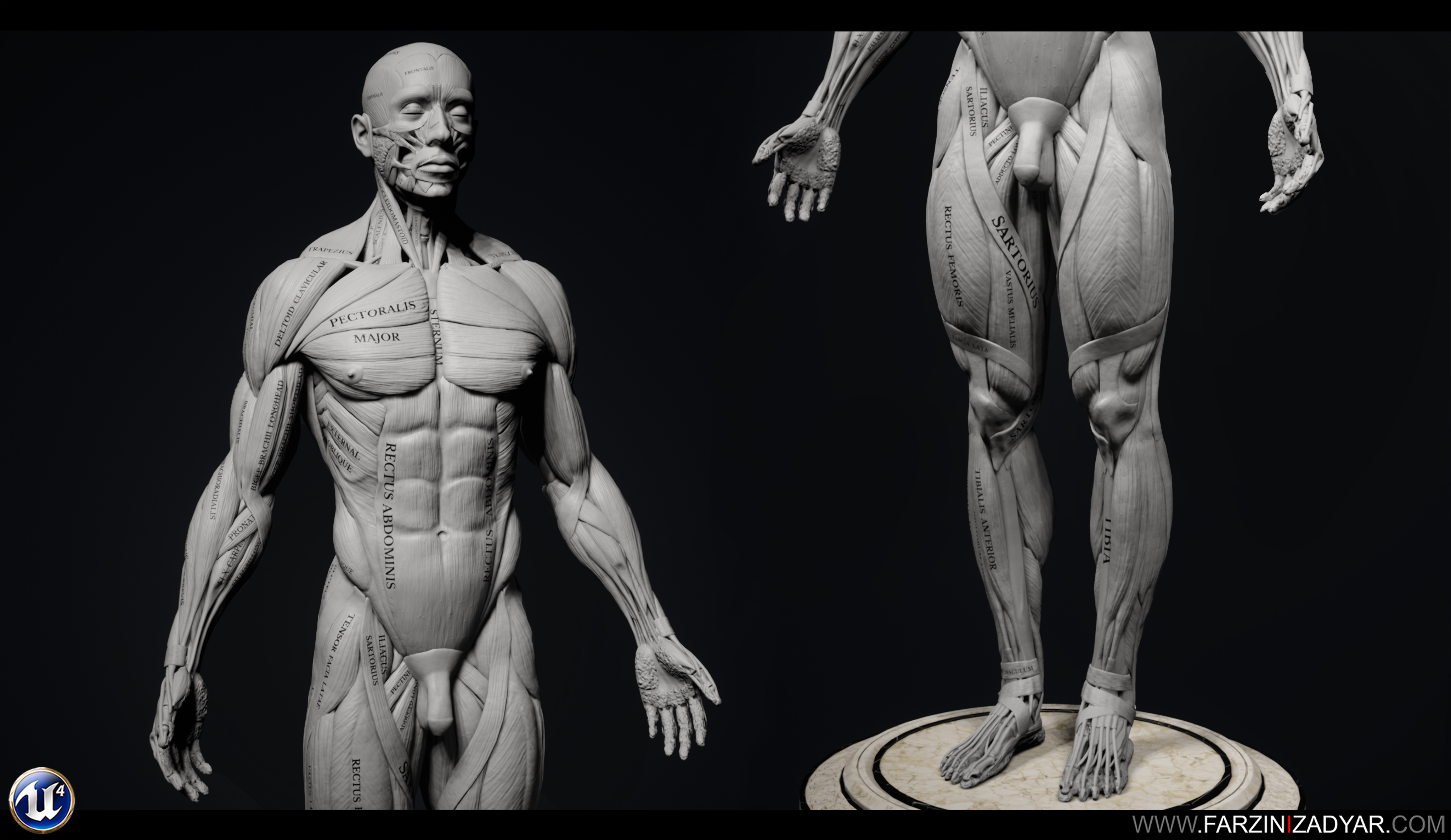 Human Anatomy Kit - ZBrushCentral