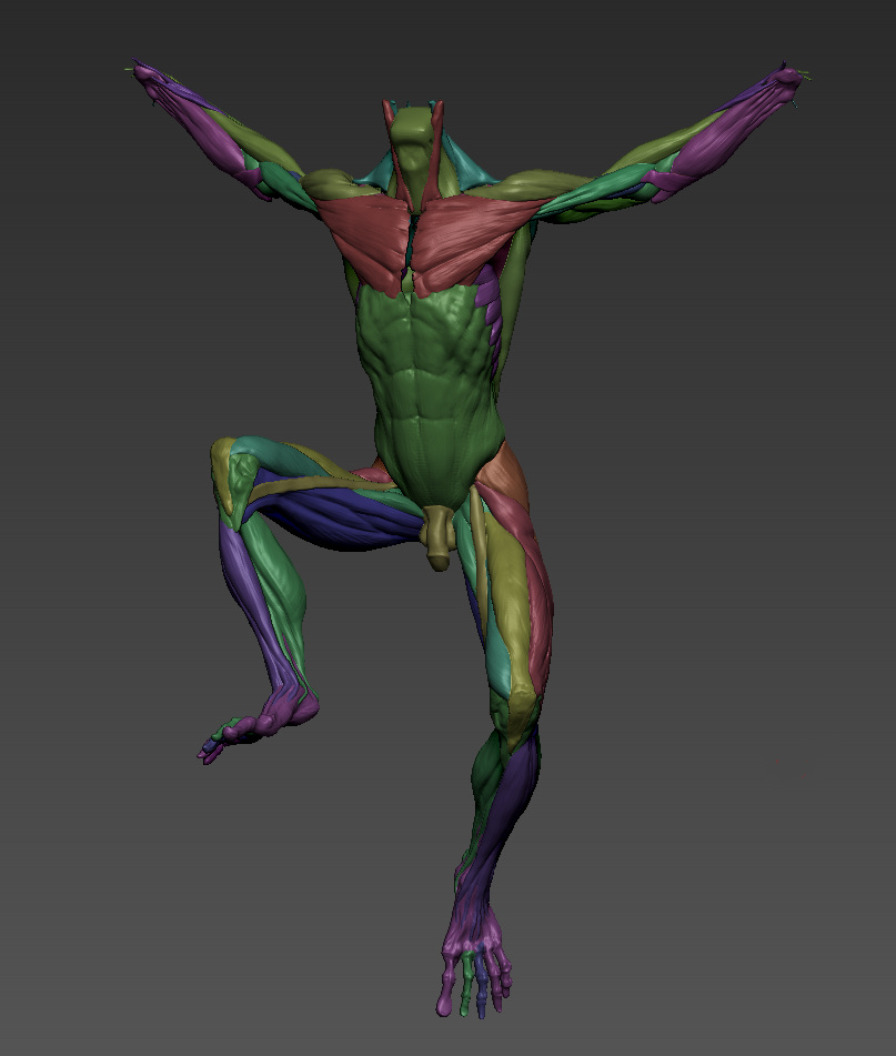 muscles_colour.jpg