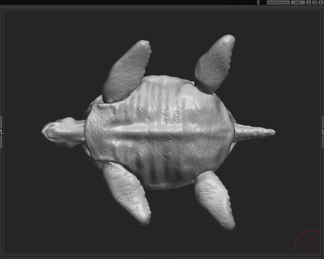 sea turtle underside.JPG