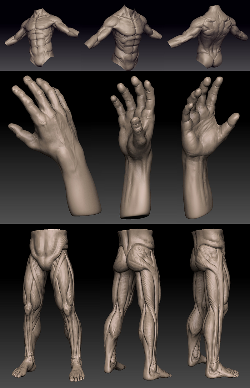 anatomy.jpg