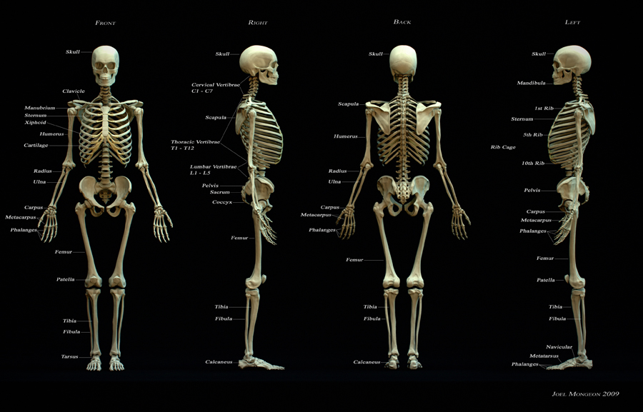 SkeletonLineUpLabeledSmall.jpg