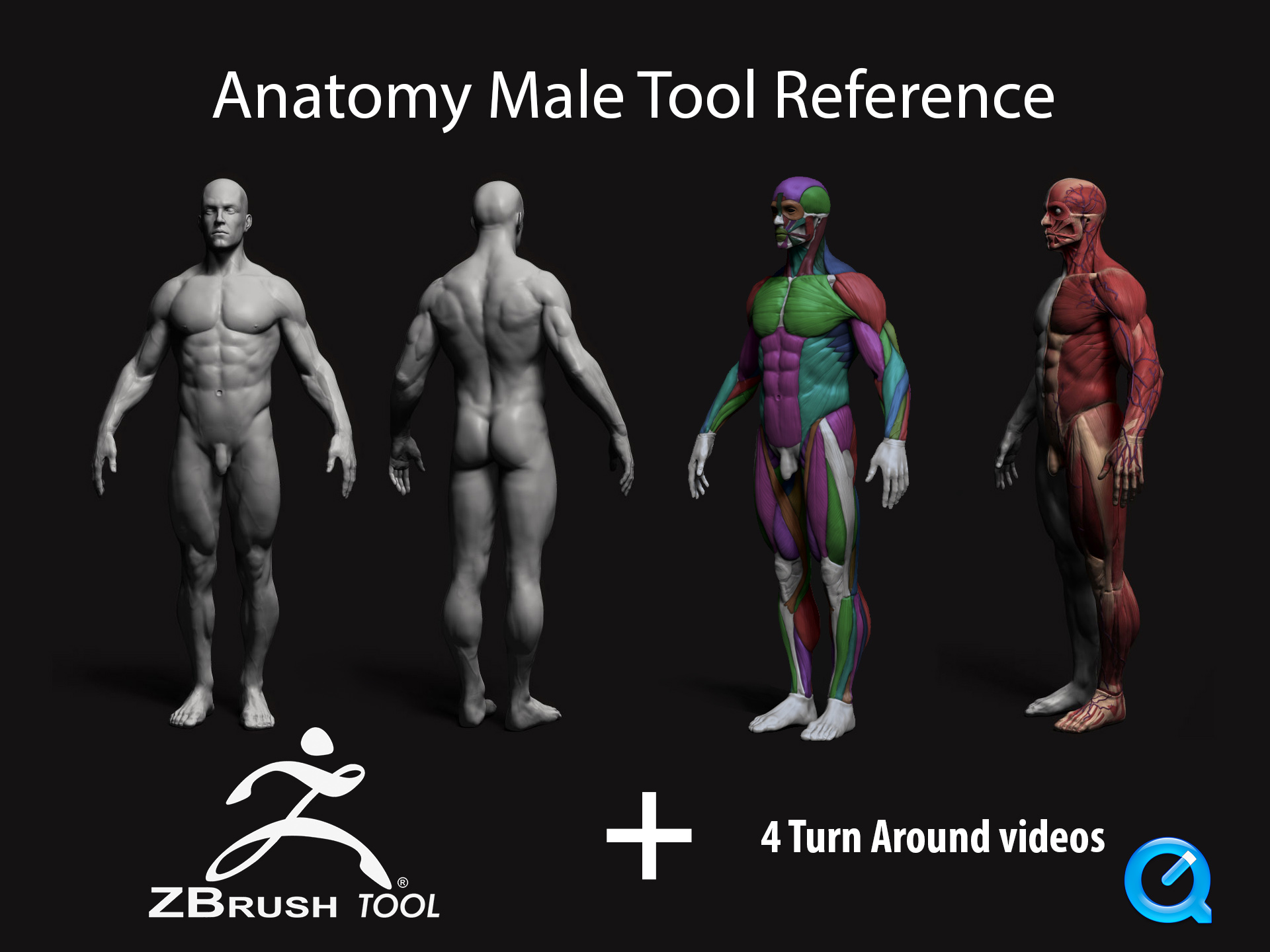 References anatomy. Анатомия для художников. Анатомия Zbrush. Анатомия для 3д художников. Референс для 3d моделирования анатомия.