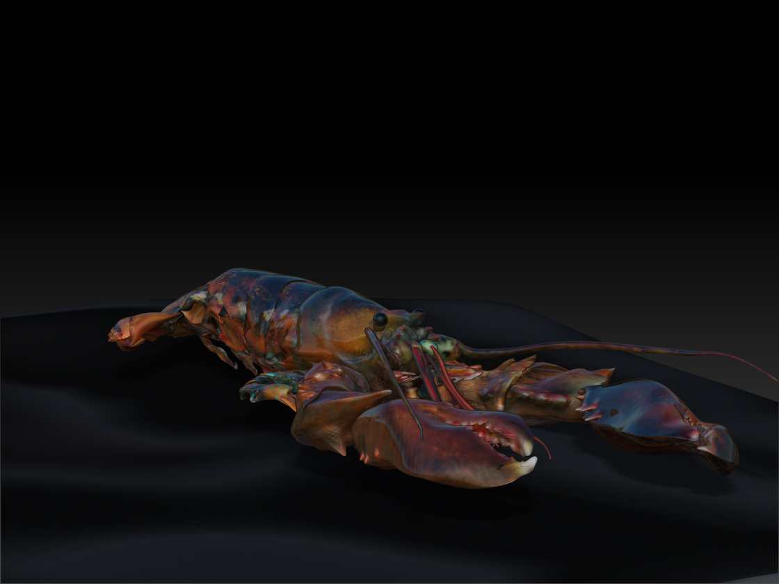 Lobster on black cloth.jpg