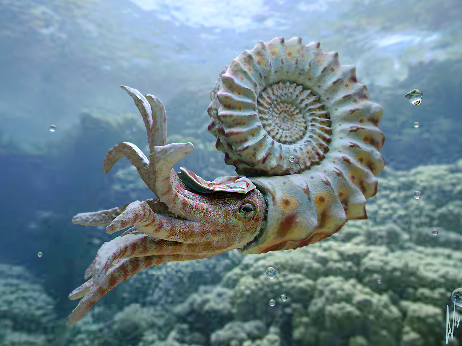 nautiloid_render_FIN_h1600.jpg