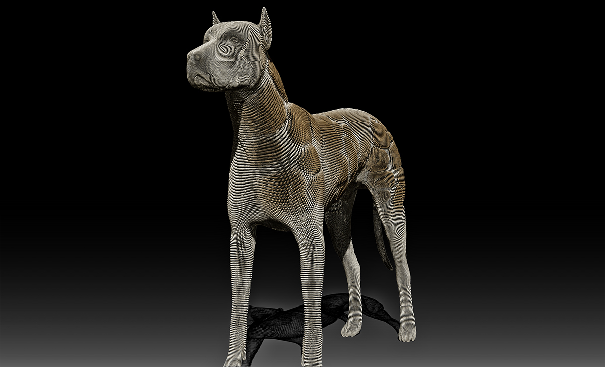 dog.jpg