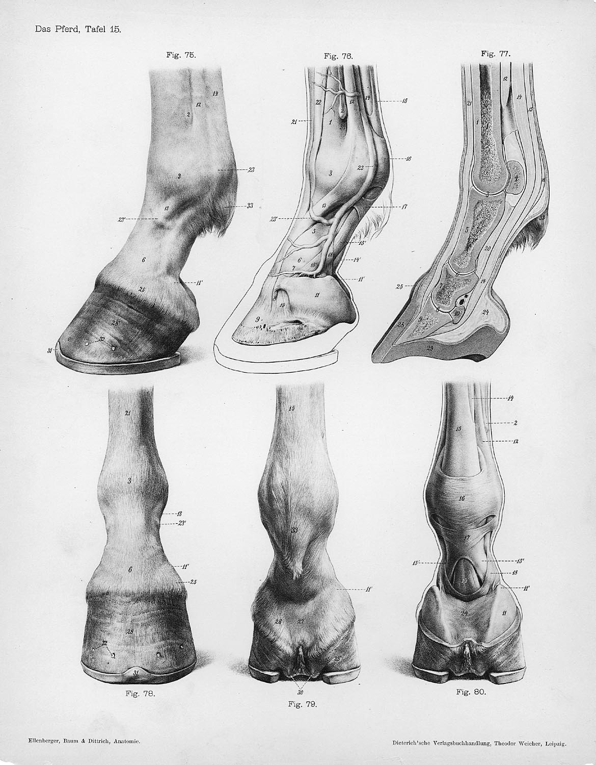 Horse_anatomy_hooves.jpg