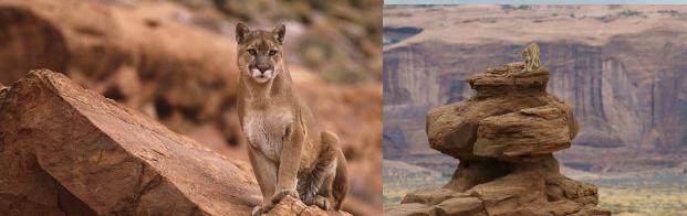 cougar pics.jpg