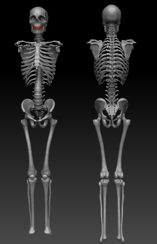 fullskeleton.jpg