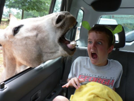 2008 Jackass.jpg