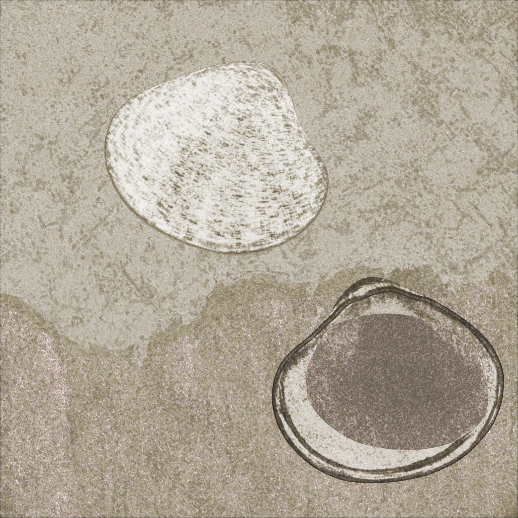 shells2