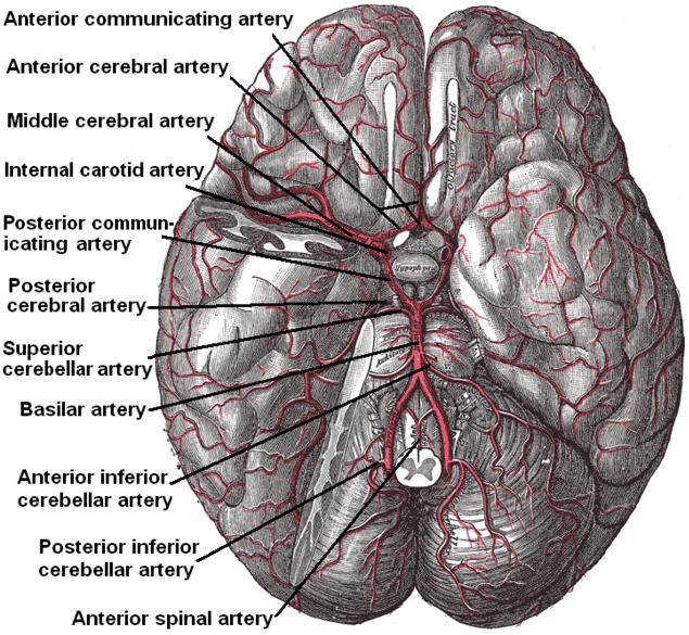 Arteries_beneath_brain_Gray_closer.jpg