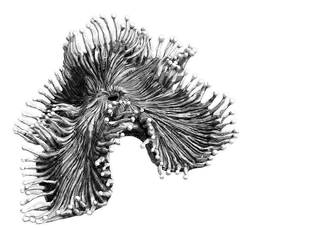 coral_01.jpg