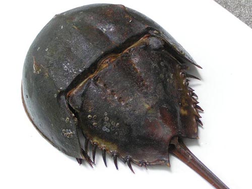 horseshoe-crab-shell1.jpg