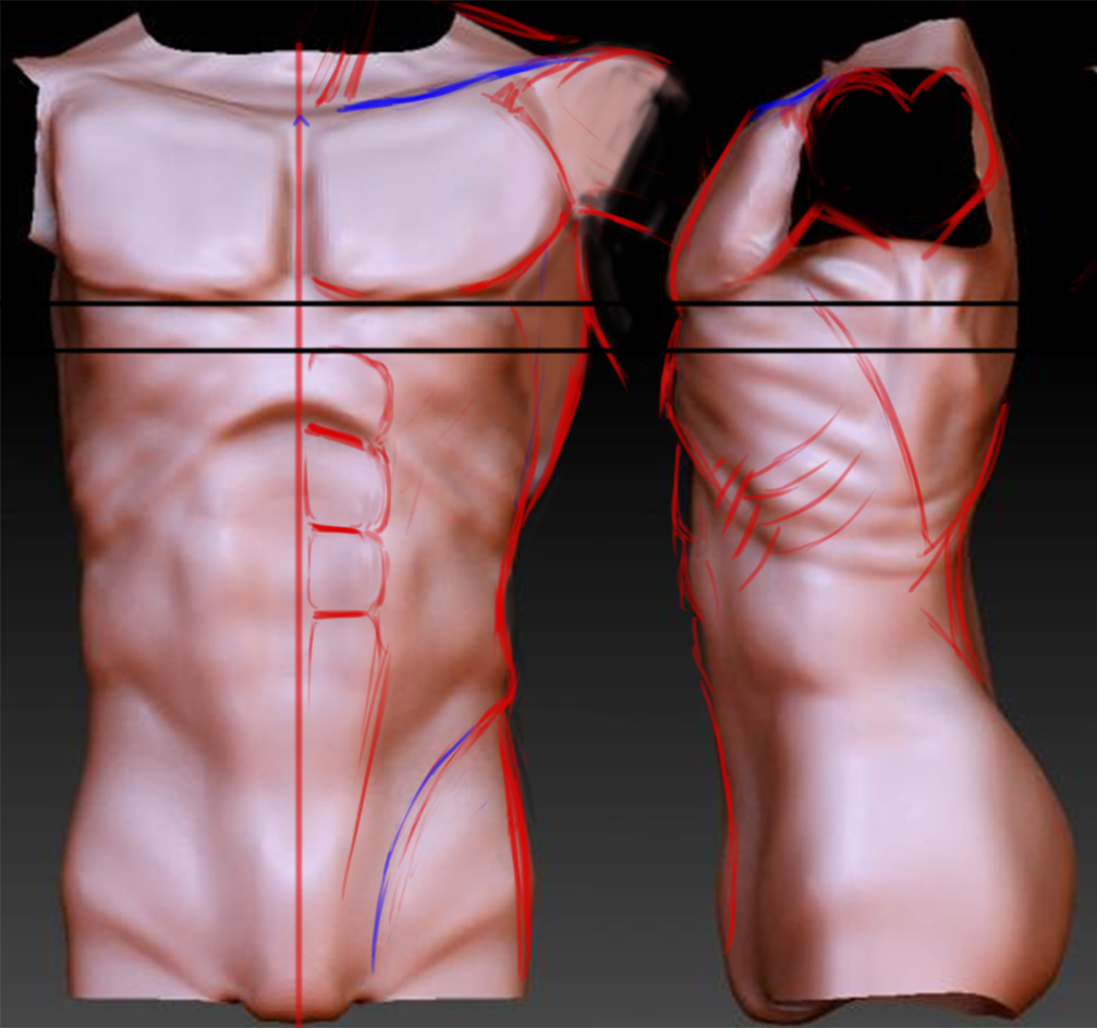 anatomy2.jpg