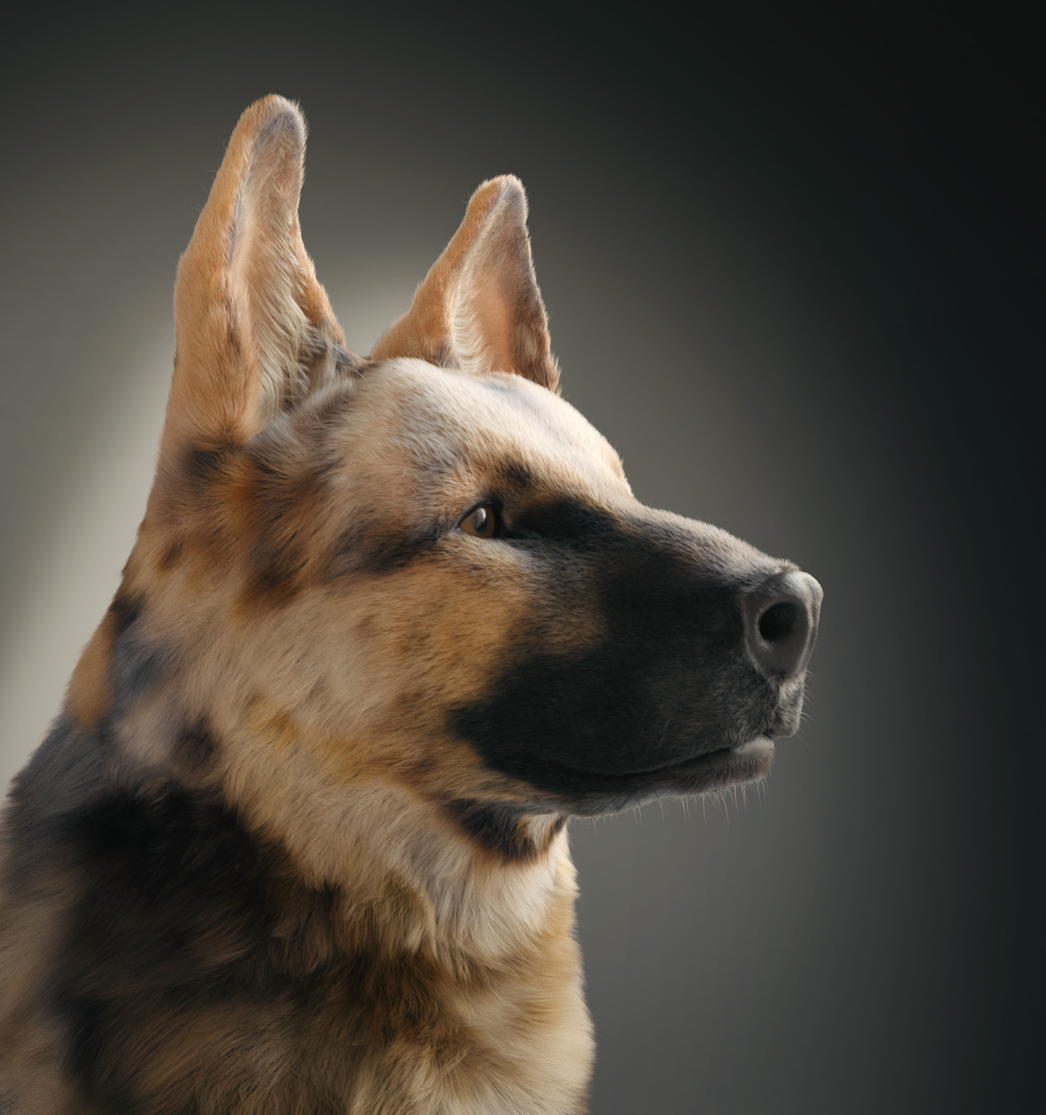 German-Shepherd-02