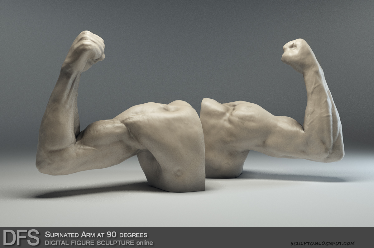 DFS Arm Supinated 90.jpg