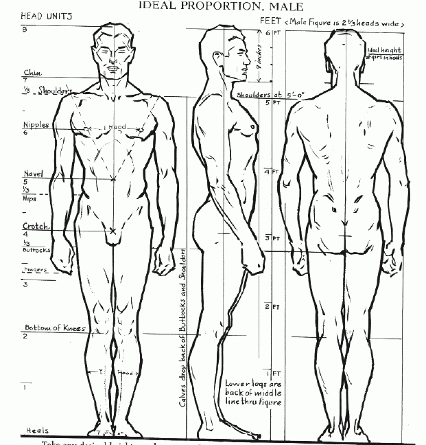 proportions.jpg