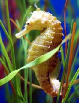 seahorse.jpg