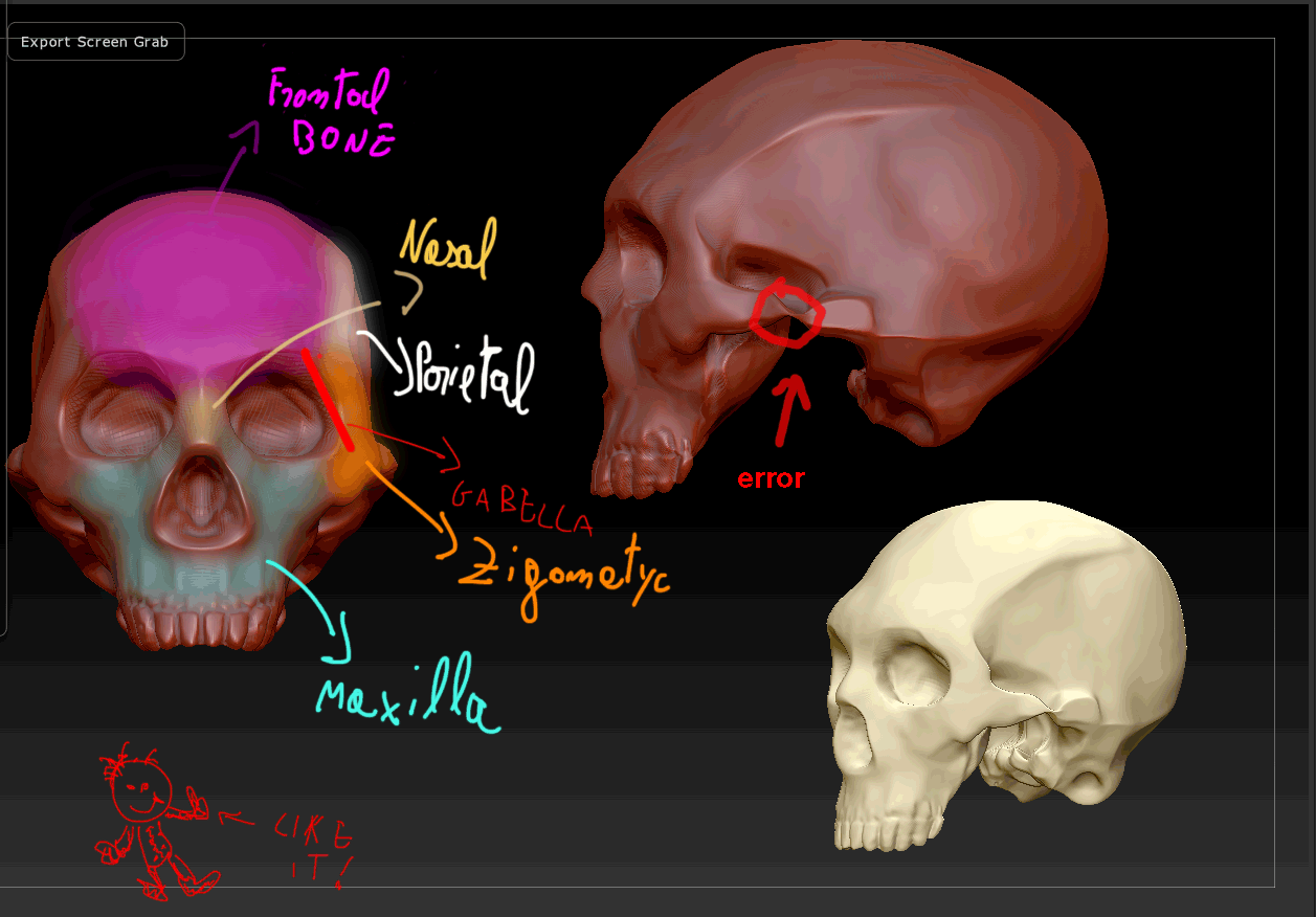 SKELETON-FACE-STUDY.png