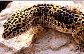 leopard%20gecko.jpg
