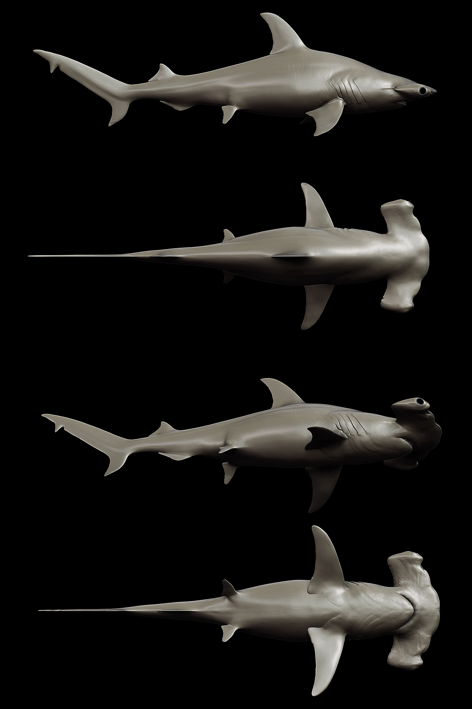 [ZBrush]-HammerHead-Shark---Sphyrna-mokarran.jpg