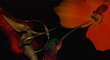 HUMMING BIRD THUMBNAIL.jpg