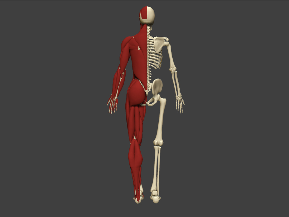 Muscles Back.jpg