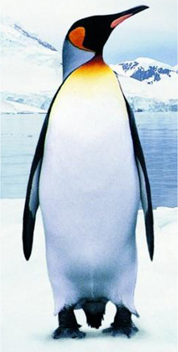 slaptPengFnt.jpg