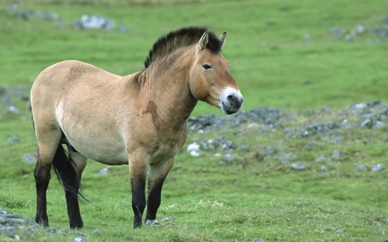 large-przewalskilis-horse-photo.jpg