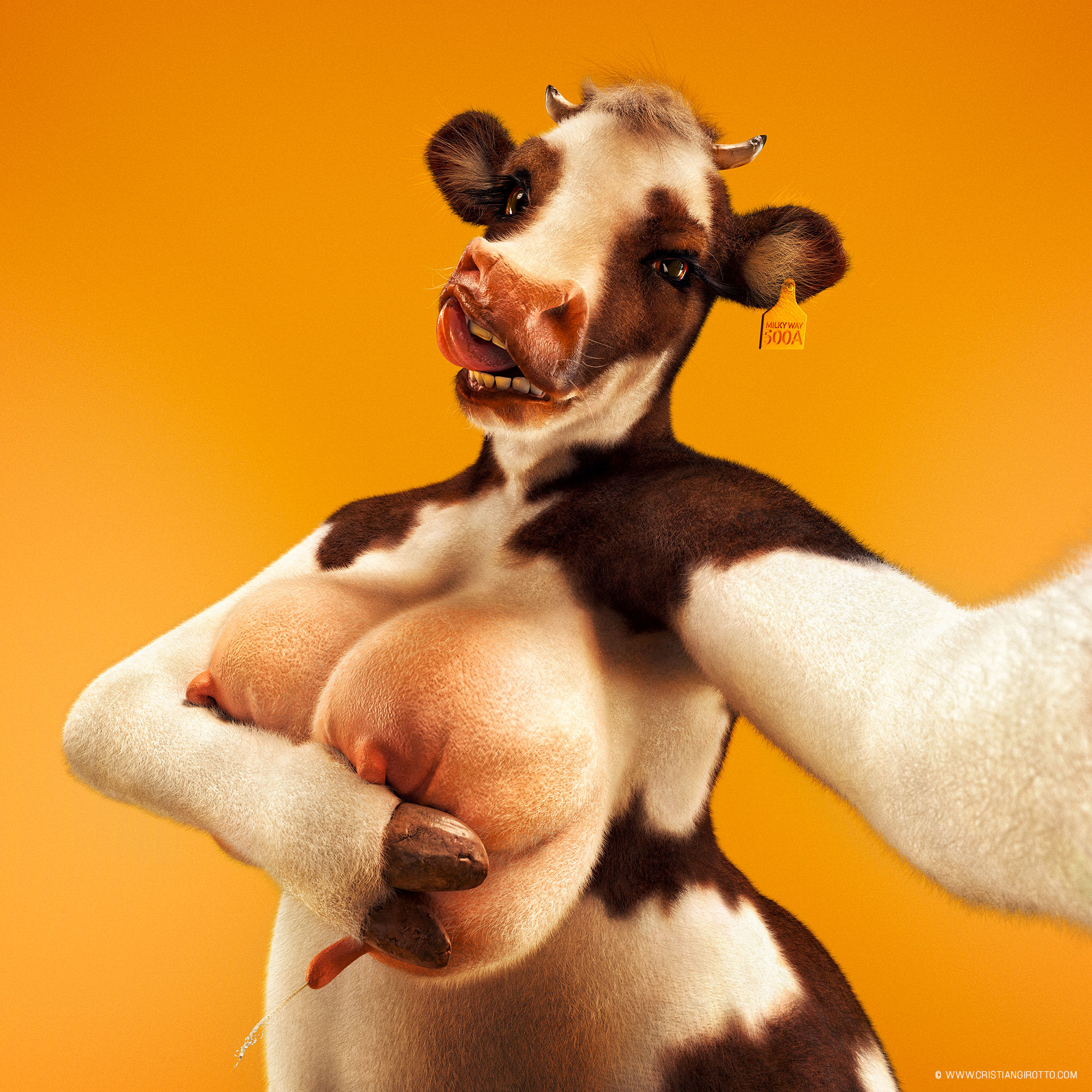 cow.jpg